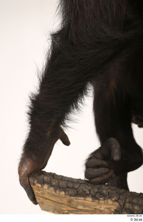 Chimpanzee Bonobo arm hand 0003.jpg